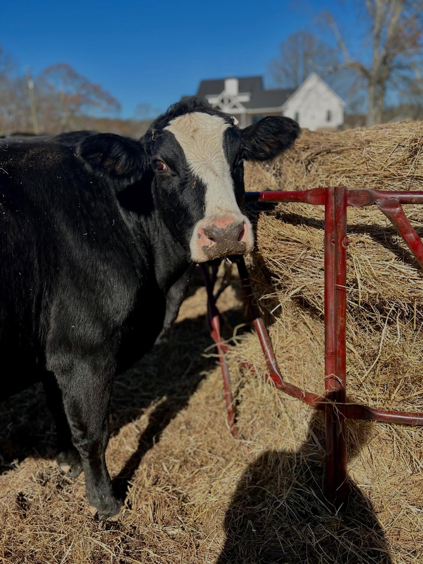 Blanche in the pasture
